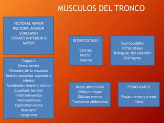 MUSCULOS DEL TRONCO
PECTORAL MAYOR
PECTORAL MENOR
SUBCLAVIO
SERRATO ANTERIOR O
MAYOR
INTERCOSTALES
Externo
Medio
interno
Supracostales
Infracostales
Triangular del esternón
Diafragma
Trapecio
Dorsal ancho
Elevador de la escapula
Serrato posterior superior e
inferior
Romboides mayor y menor
Cuadrado lumbar
Intertransversos
Interespinosos
Espinotransverso
Ileocostal
Longisimo
Recto abdominal
Oblicuo mayor
Oblicuo menor
Transverso abdominal
PSOAS-ILIACO
Psoas menor y mayor
Iliaco
 