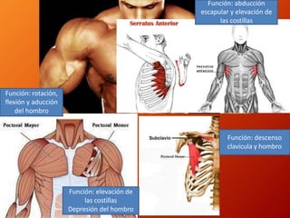 Función: rotación,
flexión y aducción
del hombro
Función: elevación de
las costillas
Depresión del hombro
Función: descenso
clavícula y hombro
Función: abducción
escapular y elevación de
las costillas
 