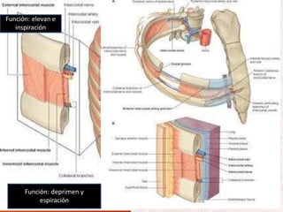 Función: elevan e
inspiración
Función: deprimen y
espiración
 