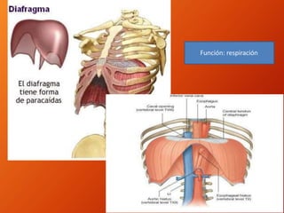 Función: respiración
 