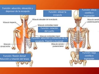 Función: flexión dorsal
Aducción y rotación del brazo
Función: aducción, elevación y
depresor de la escapula Función: elevar la
escapula
Función: rotación
del cuello
Función: aducción y elevación de la
escapula. Fijación a la pared
Función: eleva
costilla e
inspiración
Función: baja
costilla e
espiración
 