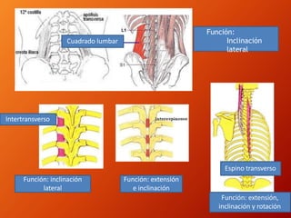 Función:
Inclinación
lateral
Intertransverso
Espino transverso
Función: inclinación
lateral
Función: extensión
e inclinación
Función: extensión,
inclinación y rotación
Cuadrado lumbar
 