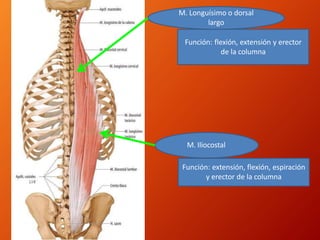 Función: flexión, extensión y erector
de la columna
M. Longuísimo o dorsal
largo
M. Iliocostal
Función: extensión, flexión, espiración
y erector de la columna
 