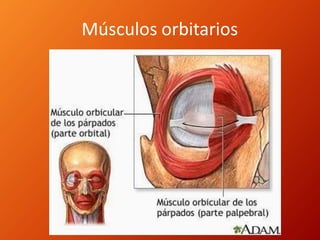 Músculos orbitarios
 