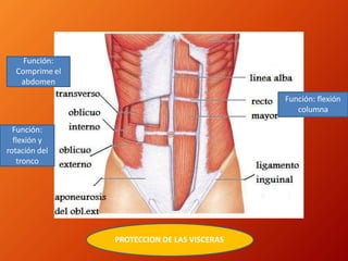 Función: flexión
columna
Función:
flexión y
rotación del
tronco
Función:
Comprime el
abdomen
PROTECCION DE LAS VISCERAS
 
