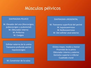 Músculos pélvicos
Esfínter externo de la uretra
Transverso profundo periné
Isquiococcigeo
DIAFRAGMA PELVICO
M. Elevador del ano (ilioccocigeo,
pubococcigeo y puborectal)
M. Obturador interno
M. Piriforme
M. Coxígeo
DIAFRAGMA UROGENITAL
M. Transverso superficial del periné
M. Isquiocavernoso
M. Bulbocavernoso
M. Del esfínter anal externo
M. Constrictor de la vulva
Glúteo mayor, medio y menor
Piramidal de la pelvis
Obturador interno y externo
Gemelos superior e inferior
Cuadrado crural
 