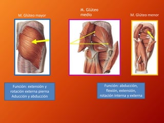 M. Glúteo mayor
M. Glúteo
medio M. Glúteo menor
Función: extensión y
rotación externa pierna
Aducción y abducción
Función: abducción,
flexión, extensión,
rotación interna y externa
 