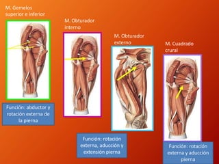 M. Gemelos
superior e inferior
M. Obturador
interno
M. Obturador
externo
Función: rotación
externa, aducción y
extensión pierna
M. Cuadrado
crural
Función: rotación
externa y aducción
pierna
Función: abductor y
rotación externa de
la pierna
 
