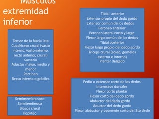 Músculos
extremidad
inferior
Tensor de la fascia lata
Cuadriceps crural (vasto
interno, vasto externo,
recto anterior, crural)
Sartorio
Aductor mayor, medio y
menor
Pectíneo
Recto interno o gráciles
Semimembranoso
Semitendinoso
Bíceps crural
Poplíteo
Tibial anterior
Extensor propio del dedo gordo
Extensor común de los dedos
Peroneo anterior
Peroneo lateral corto y largo
Flexor largo común de los dedos
Tibial posterior
Flexor largo propio del dedo gordo
Tríceps crural (soleo, gemelos
externo e interno)
Plantar delgado
Pedio o extensor corto de los dedos
Interoseos dorsales
Flexor corto plantar
Flexor corto del dedo gordo
Abductor del dedo gordo
Aductor del dedo gordo
Plexor, abductor y oponente corto del 5to dedo
 