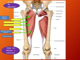 M. pectíneo
M. Aductor corto o menor
M. Aductor largo o medio
M. Aductor mayor
M. Grácil
Grupo
de
aductore
s
Todos son
flexores y
extensores
Rotación interna
Rotacióninterna y
externa
Rotación
externa
 