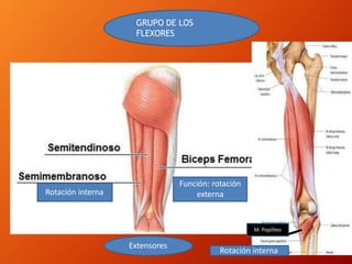 GRUPO DE LOS
FLEXORES
Función: rotación
externa
Rotación interna
Extensores
M. Poplíteo
Rotación interna
 