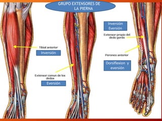 GRUPO EXTENSORES DE
LA PIERNA
Inversión
Eversión
Inversión
Eversión
Dorsiflexion y
eversión
 