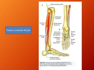 Flexión y eversión del pie
 