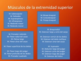 Músculos de la extremidad superior
M. Subescapular
M. Deltoides
M. Supraespinoso
M. Infraespnoso
M. Redondo mayor
M. Redondo menor
M. Bíceps braquial
M. Coracobraquial
M. Tríceps braquial
M. Pronador redondo
M. Flexor radial del carpo
M. Palmar largo
M. Flexor ulnar del carpo
M. Flexor superficial de los dedos
M. Flexor largo del pulgar
M. Flexor profundo de los dedos
M. Pronador cuadrado
M. Braquiradial
M. Extensor largo y corto del carpo
M. Extensor común de los dedos
M. Extensor del dedo meñique
M. Extensor ulnar del carpo
M. Supinador
M. Abductor largo del pulgar
M. Extensor corto del pulgar
M. Extensor largo del pulgar
M. Extensor del índice
 