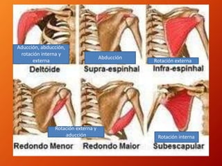 Abducción
Rotación externa
Rotación externa y
aducción Rotación interna
Aducción, abducción,
rotación interna y
externa
 