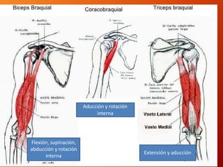 Flexión, supinación,
abducción y rotación
interna
Extensión y aducción
Aducción y rotación
interna
 