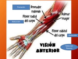 Pronación
Todos son
flexores
Abducción
Abducción
 
