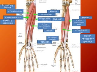 M. Pronador redondo
M. Flexor radial del carpo
M. Palmar largo
M. Flexor cubital
del carpo
M. Flexor
superficialde los
dedos
M. Pronador
cuadrado
M. Flexor
profundo de los
dedos
M. Flexor largo del
pulgar
Flexión
Flexión
Abducción y
oposición
Pronación
Pronación y
flexión
Flexión y
abducción
Flexión
Abducción
Flexión
 