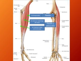M. Braquiradial Flexión
M. Extensor radial largo
del carpo
Flexión y
abducción
M. Extensor radial
corto del carpo
 