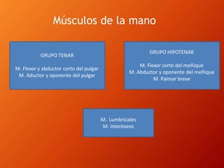 Músculos de la mano
GRUPO TENAR
M. Flexor y abductor corto del pulgar
M. Aductor y oponente del pulgar
GRUPO HIPOTENAR
M. Flexor corto del meñique
M. Abductor y oponente del meñique
M. Palmar breve
M. Lumbricales
M. Interóseos
 