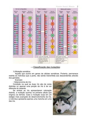 Genética Animal - Mutação 2
→ Classificação das mutações:
1) Mutação somática:
Aquela que ocorre em genes de células somáticas. Portanto, permanece
restrita ao indivíduo que a porta, não sendo transmitida aos descendentes através
dos gametas.
Exemplo:
◦ Heterocromia de íris:
Condição na qual as duas íris são de cores
distintas ou apenas uma porção da íris é de cor
diferente do restante.
Se ambas as íris apresentarem coloração
distinta, a mutação ocorreu na primeira célula que
originou as demais. Caso a mutação surja em um
estágio mais avançado do desenvolvimento da íris,
o indivíduo apresenta apenas uma mancha em uma
das íris.
 