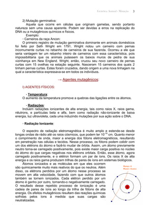 Genética Animal - Mutação 3
2) Mutação germinativa:
Aquela que ocorre em células que originam gametas, sendo portanto
natureza sem uma causa aparente. Podem ser devidas a erros na replicação do
DNA ou a mutagênicos químicos e físicos.
Exemplo:
◦ Carneiros da raça Ancon:
O primeiro registro de mutação germinativa dominante em animais domésticos
foi feito por Seth Wright em 1791. Wright notou um carneiro com pernas
incomumente curtas no rebanho de carneiros de sua fazenda. Ocorreu a ele que
seria vantagem ter um rebanho inteiro de carneiros com essa característica, pois
impossibilitaria que os animais pulassem os baixos muros de pedra de sua
vizinhança em New England. Wright, então, cruzou seu novo carneiro de pernas
curtas com 15 ovelhas na estação seguinte. Nasceram 15 carneiros dos quais 2
tinham pernas curtas. Estes foram cruzados, dando origem a uma nova linhagem na
qual a característica expressava-se em todos os indivíduos.
→ Agentes mutagênicos:
I) AGENTES FÍSICOS:
- Temperatura:
O aumento da temperatura promove a quebras das ligações entre os átomos.
- Radiações:
Incluem radiações ionizantes de alta energia, tais como raios X, raios gama,
nêutrons, e partículas beta e alfa, bem como radiação não-ionizante de baixa
energia, luz ultravioleta, cada uma induzindo mutações por sua ação sobre o DNA.
◦ Radiação Ionizante:
O espectro de radiação eletromagnética é muito amplo e estende-se desde
longas ondas de rádio até os raios cósmicos, que podem ter 10-14
cm. Quanto menor
o comprimento de onda, maior a energia dos fótons eletromagnéticos, resultando
em penetração nas células e tecidos. Nesse processo, os fótons podem colidir com
um dos elétrons do átomo e fazê-lo mudar de órbita. Assim, um átomo previamente
neutro torna-se carregado positivamente, pois existe maior carga positiva no núcleo
do átomo do que cargas negativas nos elétrons orbitais. Então, esse átomo, agora
carregado positivamente, e o elétron formam um par de íons. Os raios X de alta
energia e os raios gama produzem trilhas de pares de íons em sistemas biológicos.
Átomos ionizados e as moléculas em que eles ocorrem
são quimicamente muito mais reativos do que os neutros. Além
disso, os elétrons perdidos por um átomo nesse processo se
movem em alta velocidade, fazendo com que outros átomos
também se tornem ionizados. Cada elétron perdido por um
átomo é ganho por outro, tornando-o negativamente carregado.
O resultado desse repetido processo de ionização é uma
cadeia de pares de íons ao longo da trilha de fótons de alta
energia. Os efeitos mutagênicos resultam das reações químicas
sofridas pelos íons à medida que suas cargas são
neutralizadas.
 