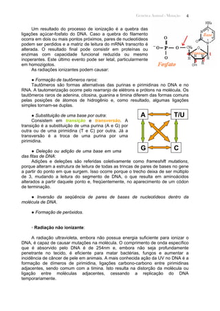 Genética Animal - Mutação 4
Um resultado do processo de ionização é a quebra das
ligações açúcar-fosfato do DNA. Caso a quebra do filamento
ocorra em dois ou mais pontos próximos, pares de nucleotídeos
podem ser perdidos e a matriz de leitura do mRNA transcrito é
alterada. O resultado final pode consistir em proteínas ou
enzimas com capacidade funcional reduzida ou mesmo
inoperantes. Este último evento pode ser letal, particularmente
em homozigotos.
As radiações ionizantes podem causar:
● Formação de tautômeros raros:
Tautômeros são formas alternativas das purinas e pirimidinas no DNA e no
RNA. A tautomerização ocorre pelo rearranjo de elétrons e prótons na molécula. Os
tautômeros raros de adenina, citosina, guanina e timina diferem das formas comuns
pelas posições de átomos de hidrogênio e, como resultado, algumas ligações
simples tornam-se duplas.
T/UA
G C
● Substituição de uma base por outra:
Consistem em transição e transversão. A
transição é a substituição de uma purina (A e G) por
outra ou de uma pirimidina (T e C) por outra. Já a
transversão é a troca de uma purina por uma
pirimidina.
● Deleção ou adição de uma base em uma
das fitas de DNA:
Adições e deleções são referidas coletivamente como frameshift mutations,
porque alteram a estrutura de leitura de todas as trincas de pares de bases no gene
a partir do ponto em que surgem. Isso ocorre porque o trecho deixa de ser múltiplo
de 3, mudando a leitura do segmento de DNA, o que resulta em aminoácidos
alterados a partir daquele ponto e, freqüentemente, no aparecimento de um códon
de terminação.
● Inversão da seqüência de pares de bases de nucleotídeos dentro da
molécula de DNA.
● Formação de peróxidos.
◦ Radiação não ionizante:
A radiação ultravioleta, embora não possua energia suficiente para ionizar o
DNA, é capaz de causar mutações na molécula. O comprimento de onda específico
que é absorvido pelo DNA é de 254nm e, embora não seja profundamente
penetrante no tecido, é eficiente para matar bactérias, fungos e aumentar a
incidência de câncer de pele em animais. A mais conhecida ação da UV no DNA é a
formação de dímeros de pirimidina, ligações carbono-carbono entre pirimidinas
adjacentes, sendo comum com a timina. Isto resulta na distorção da molécula ou
ligação entre moléculas adjacentes, cessando a replicação do DNA
temporariamente.
 