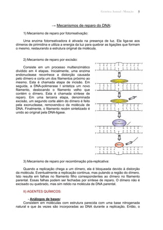 Genética Animal - Mutação 5
→ Mecanismos de reparo do DNA:
1) Mecanismo de reparo por fotorreativação:
Uma enzima fotorreativadora é ativada na presença de luz. Ela liga-se aos
dímeros de pirimidina e utiliza a energia da luz para quebrar as ligações que formam
o mesmo, restaurando a estrutura original da molécula.
2) Mecanismo de reparo por excisão:
Consiste em um processo multienzimático
dividido em 4 etapas. Inicialmente, uma enzima
endonuclease reconhece a distorção causada
pelo dímero e corta um dos filamentos próximo ao
mesmo. Esta é chamada etapa de incisão. Em
seguida, a DNA-polimerase I sintetiza um novo
filamento, deslocando o filamento velho que
contém o dímero. Esta é chamada síntese de
reparo. Em uma terceira etapa, denominada
excisão, um segundo corte além do dímero é feito
pela exonuclease, removendo-o da molécula de
DNA. Finalmente, o filamento recém sintetizado é
unido ao original pela DNA-ligase.
3) Mecanismo de reparo por recombinação pós-replicativa:
Quando a replicação chega a um dímero, ela é bloqueada devido à distorção
da molécula. Eventualmente a replicação continua, mas pulando a região do dímero.
Isto resulta em falhas no filamento filho correspondentes ao dímero no filamento
parental. Essas falhas podem ser fechadas por síntese de reparo. O dímero não é
excisado ou quebrado, mas sim retido na molécula de DNA parental.
II) AGENTES QUÍMICOS:
- Análogos de bases:
Consistem em moléculas com estrutura parecida com uma base nitrogenada
natural e que às vezes são incorporadas ao DNA durante a replicação. Então, o
 
