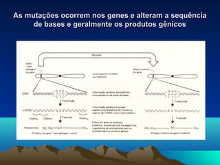 As mutações ocorrem nos genes e aalltteerraamm aa sseeqquuêênncciiaa 
ddee bbaasseess ee ggeerraallmmeennttee ooss pprroodduuttooss ggêênniiccooss 
 