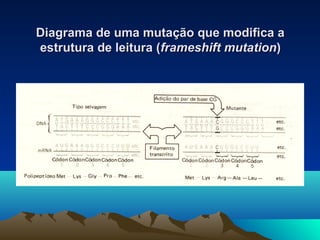 Diagrama de uummaa mmuuttaaççããoo qquuee mmooddiiffiiccaa aa 
eessttrruuttuurraa ddee lleeiittuurraa ((ffrraammeesshhiifftt mmuuttaattiioonn)) 
 