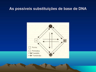 As possíveis ssuubbssttiittuuiiççõõeess ddee bbaassee ddee DDNNAA 
 