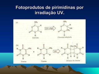 Fotoprodutos ddee ppiirriimmiiddiinnaass ppoorr 
iirrrraaddiiaaççããoo UUVV.. 
 