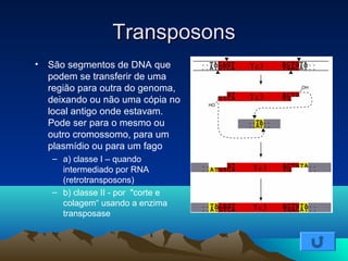 TTrraannssppoossoonnss 
• São segmentos de DNA que 
podem se transferir de uma 
região para outra do genoma, 
deixando ou não uma cópia no 
local antigo onde estavam. 
Pode ser para o mesmo ou 
outro cromossomo, para um 
plasmídio ou para um fago 
– a) classe I – quando 
intermediado por RNA 
(retrotransposons) 
– b) classe II - por "corte e 
colagem“ usando a enzima 
transposase 
 