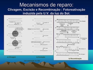 MMeeccaanniissmmooss ddee rreeppaarroo:: 
CClliivvaaggeemm,, EExxcciissããoo ee RReeccoommbbiinnaaççããoo :: FFoottoorreeaattiivvaaççããoo 
iinndduuzziiddaa ppeellaa UU..VV.. ddaa lluuzz ddoo SSooll.. 
a) Clivagem b) Excisção 
b) Recombinação 
(ver animação no CD) 
 