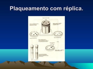 PPllaaqquueeaammeennttoo ccoomm rréépplliiccaa.. 
 