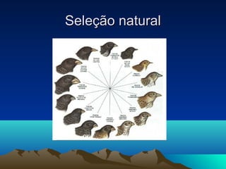 SSeelleeççããoo nnaattuurraall 
 