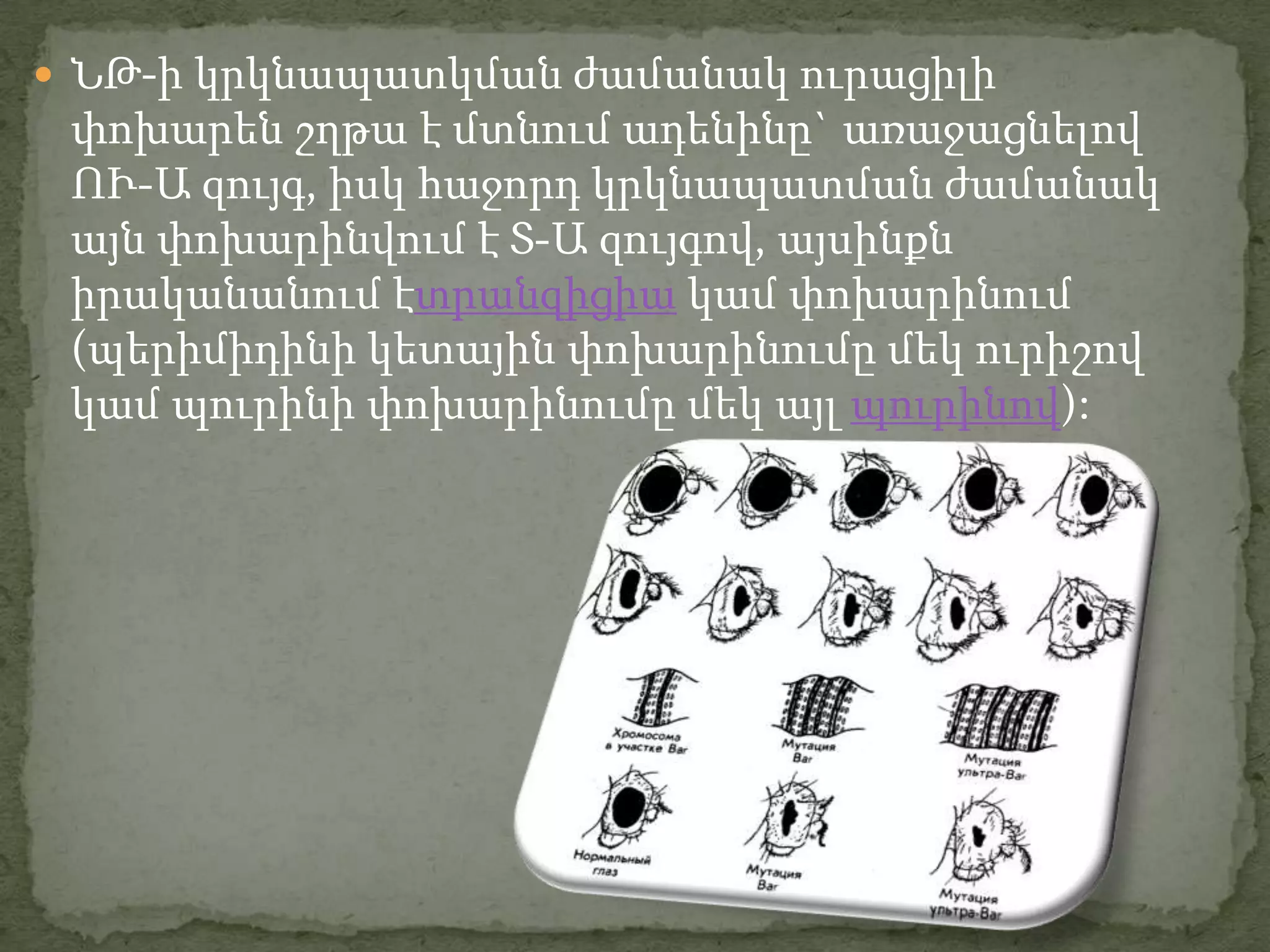  ՆԹ-ի կրկնապատկման ժամանակ ուրացիլի
 փոխարեն շղթա է մտնում ադենինը` առաջացնելով
 ՈՒ-Ա զույգ, իսկ հաջորդ կրկնապատման ժամանակ
 այն փոխարինվում է Տ-Ա զույգով, այսինքն
 իրականանում էտրանզիցիա կամ փոխարինում
 (պերիմիդինի կետային փոխարինումը մեկ ուրիշով
 կամ պուրինի փոխարինումը մեկ այլ պուրինով):
 