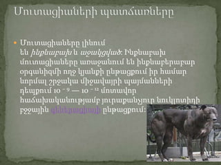  Մուտացիաները լինում
 են ինքնաբախ և աջակցված: Ինքնաբախ
 մուտացիաները առաջանում են ինքնաբերաբար
 օրգանիզմի ողջ կյանքի ընթացքում իր համար
 նորմալ շրջակա միջավայրի պայմանների
 դեպքում 10 − 9 — 10 − 12 մոտավոր
 հաճախականությամբ յուրաքանչյուր նուկլոտիդի
 բջջային գեներացիայի ընթացքում:
 