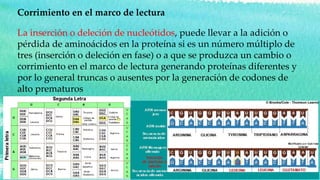 La inserción o deleción de nucleótidos, puede llevar a la adición o
pérdida de aminoácidos en la proteína si es un número múltiplo de
tres (inserción o deleción en fase) o a que se produzca un cambio o
corrimiento en el marco de lectura generando proteínas diferentes y
por lo general truncas o ausentes por la generación de codones de
alto prematuros
Corrimiento en el marco de lectura
 