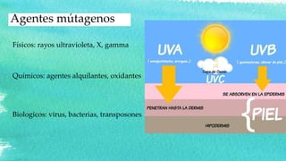 Agentes mútagenos
Físicos: rayos ultravioleta, X, gamma
Químicos: agentes alquilantes, oxidantes
Biologicos: virus, bacterias, transposones
 