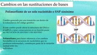 Cambio generado por una transición cae dentro de
la redundancia del código genético
Si este cambio puede afecta la estructura del DNA o
el mRNA y tener consecuencias en su función puede
ser: MUTACIÓN DE SENTIDO Y SIN SENTIDO
Polimorfismo: para hacer referencia a los cambios
heredables en la secuencia de nucleótidos que no
producen enfermedad y constituyen parte de la variación
normal entre los
individuos
Polimorfismo de un solo nucleótido o SNP sinónimo
Cambios en las sustituciones de bases
 