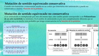 Mutación de sentido equivocado conservativa
Cuando una transición o transversión resulta en un codón que determina otro aminoácido y puede ser
conservativa o neutra; =función de la proteína
Mutación de sentido equivocado no conservativa
si un aminoácido es reemplazado por otro del mismo tipo, este cambio puede corresponder a un Polimorfismo
de un solo nucleótido no sinónimo. Si el cambio de aminoácido es por uno completamente diferente que se
produjo una y es mucho más probable que tenga consecuencias en la función de la proteína.
 