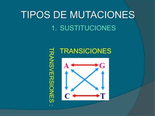 TIPOS DE MUTACIONES
TRANSICIONES
TRANSVERSIONES:
1. SUSTITUCIONES
 