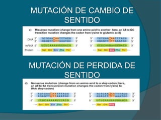 MUTACIÓN DE CAMBIO DE
SENTIDO
MUTACIÓN DE PERDIDA DE
SENTIDO
 