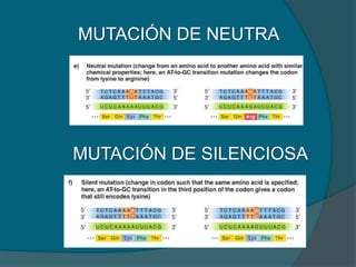 MUTACIÓN DE NEUTRA
MUTACIÓN DE SILENCIOSA
 