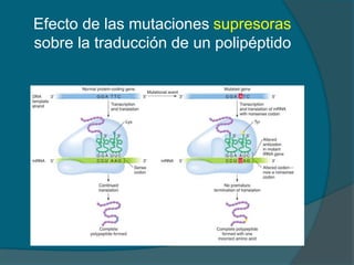 Efecto de las mutaciones supresoras
sobre la traducción de un polipéptido
 