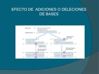 EFECTO DE ADICIONES O DELECIONES
DE BASES
 