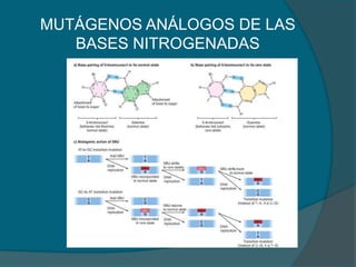 MUTÁGENOS ANÁLOGOS DE LAS
BASES NITROGENADAS
 