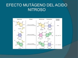 EFECTO MUTÁGENO DEL ACIDO
NITROSO
 