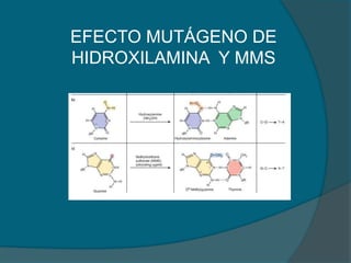 EFECTO MUTÁGENO DE
HIDROXILAMINA Y MMS
 